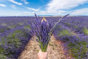 detailopname van hand- Holding lavendel boeket in lavendel veld- in provence gedurende zomer dag foto