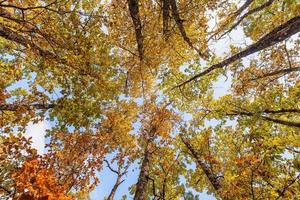 laag hoek visie van eik boom takken met oranje gekleurde bladeren gedurende herfst in provence zuiden van Frankrijk foto