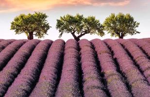 toneel- visie van lavendel veld- in provence met drie amandel bomen gedurende zomer zonsondergang foto