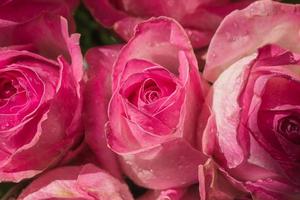 detailopname visie van roze rozen foto