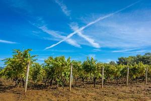 toneel- visie van wijngaard in provence zuiden van Frankrijk tegen dramatisch zomer lucht foto