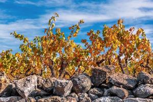 toneel- visie van een wijngaard in Provence, zuiden van Frankrijk foto