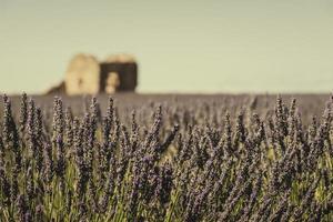 toneel- visie van Purper lavendel veld- in provence zuiden van Frankrijk met steen hut in de achtergrond foto