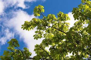 laag hoek visie van kastanje boom Afdeling met vers voorjaar groen bladeren in toulouse tegen blauw lucht met wit wolken foto