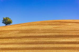 toneel- visie van geoogst tarwe veld- in provence zuiden van Frankrijk met amandel boom gedurende zomer tegen blauw lucht foto