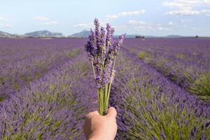 detailopname van hand- Holding lavendel boeket in lavendel veld- in provence gedurende zomer dag foto