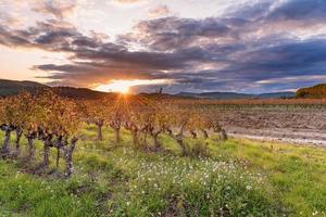 toneel- visie van wijngaard in provence zuiden van Frankrijk in herfst kleuren tegen dramatisch zonsondergang foto