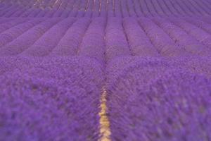 toneel- visie van lavendel veld- in provence gedurende zomer daglicht foto