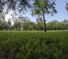 zonsondergang in een park zonsondergang, mensen picknicken in de omgeving van, bomen filteren de zon stralen, guadalajara foto