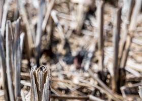 droge rijststoppels in landbouwgrond na de oogst foto