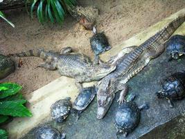 twee krokodillen omringd door schildpadden foto