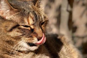 kat likt haar neus. tong gevangen Bij vol mate waarin. foto