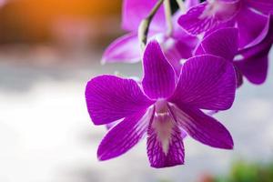 detailopname van een mooi Purper orchidee bloem boeket Aan een boom. zacht en selectief focus. foto