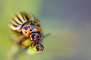 Colorado aardappel kever leptinotarsa decemlineata kruipen Aan aardappel bladeren foto