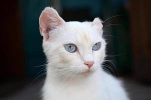 zuiver wit kat met turkoois blauw ogen en roze defecte oren foto