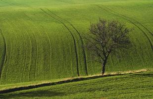 boom Aan groen veld- in Moravië. mooi natuur. landelijk tafereel foto