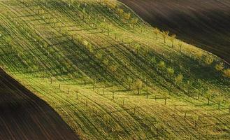 lijn van vers bomen Aan de groen landbouw velden Bij dag foto