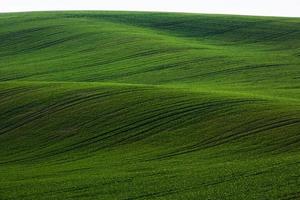 groen agrarisch velden van Moravië Bij dag. mooi hoor weer foto
