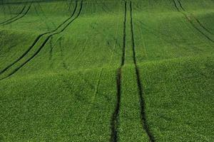 groen agrarisch velden van Moravië Bij dag. mooi hoor weer foto