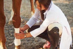 gebruik makend van verband naar genezen de been. vrouw dierenarts onderzoeken paard buitenshuis Bij de boerderij Bij dag foto