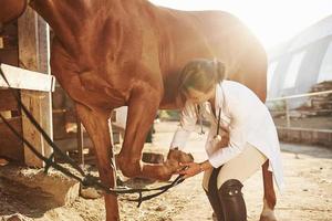 gebruik makend van verband naar genezen de been. vrouw dierenarts onderzoeken paard buitenshuis Bij de boerderij Bij dag foto