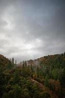 bomen onder een grijze lucht foto