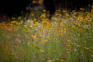 gele en witte wilde bloemen foto