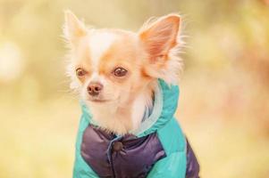 een wit en rood chihuahua hond in een blauw jasje. chihuahua puppy Aan een wandelen. foto