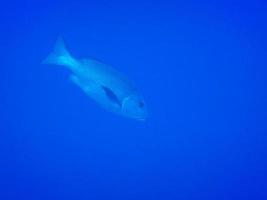 groot gemeenschappelijk dentex vis in diep blauw water in de rood zee Egypte foto