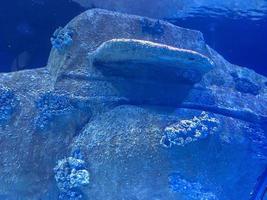 aquarium met vis. onderwater- marinier dieren, koralen, planten. onder water, een oud, vernietigd vliegtuigen, overwoekerd met modder en micro-organismen foto