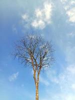 groot dood boom tegen een Doorzichtig lucht achtergrond foto