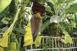 jong banaan bloem bloesem in de drie foto