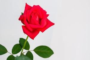 rood bloeiend roos bloem met bladeren Aan wit papier achtergrond. foto