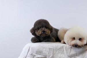 selectief focus Aan aanbiddelijk zwart poedel hond slapen Aan rommelig wit kleur bed Aan wit achtergrond. foto