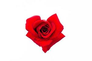 top visie van bloeiend rood kleur roos bloem net zo liefde vorm geïsoleerd Aan wit papier achtergrond. foto