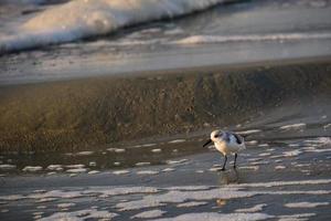 een sanderling Aan de strand Bij zonsopkomst in mirte strand zuiden carolina Verenigde Staten van Amerika foto