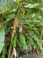 banaan knop Aan boom. Aziatisch fruit. tropisch vruchten. voor achtergrond, behang, spandoek. banaan boom.