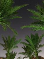 silhouet van palm bomen Bij de zonsondergang. foto