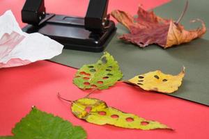 gat stempel en bladeren voor maken door hand- confetti voor de vakantie, eco confetti van herfst en vers bladeren foto