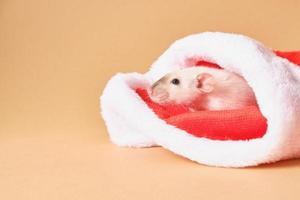 schattig Rat in de kerstman hoed Aan beige achtergrond foto