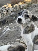 lente, zomer concept, speels gelukkig huisdier hond puppy rennen in de gras en luisteren huisdier foto