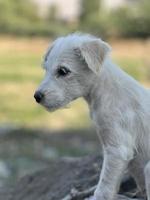 lente, zomer concept, speels gelukkig huisdier hond puppy rennen in de gras en luisteren huisdier foto