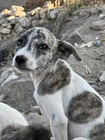 lente, zomer concept, speels gelukkig huisdier hond puppy rennen in de gras en luisteren huisdier foto