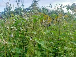 groen planten van natuur foto