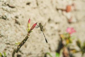 libel insect neergestreken Aan bloem bloemblaadjes foto