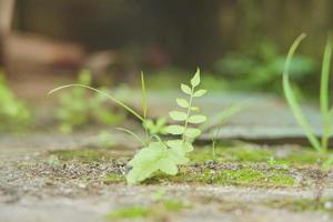 klein planten groeit Aan groen mos foto