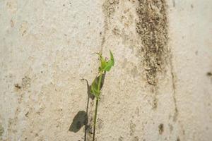 groen blad fabriek tegen muur structuur achtergrond foto