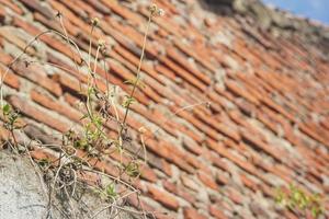 dood onkruid planten Aan de muur van de huis met bakstenen wazig achtergrond foto