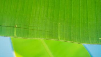 getextureerde banaan boom bladeren achtergrond, selectief focus foto