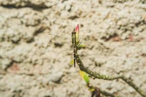 libel insect neergestreken Aan bloem bloemblaadjes foto